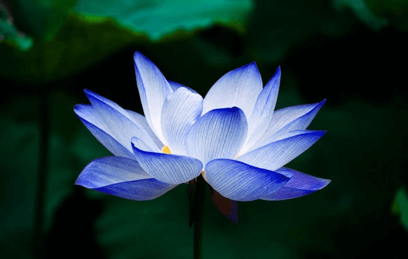 Blue Lotus